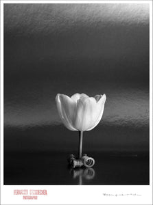 TULIP ON TABLE - Giclee Print - Stamped and Signed