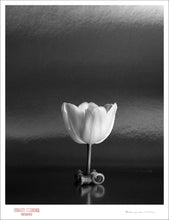 Load image into Gallery viewer, TULIP ON TABLE - Giclee Print - Stamped and Signed