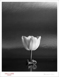 TULIP ON TABLE - Giclee Print - Stamped and Signed