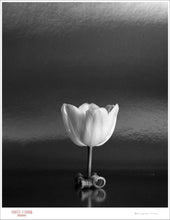 Load image into Gallery viewer, TULIP ON TABLE - Giclee Print - Stamped and Signed