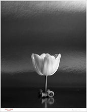 Load image into Gallery viewer, TULIP ON TABLE - Giclee Print - Stamped and Signed