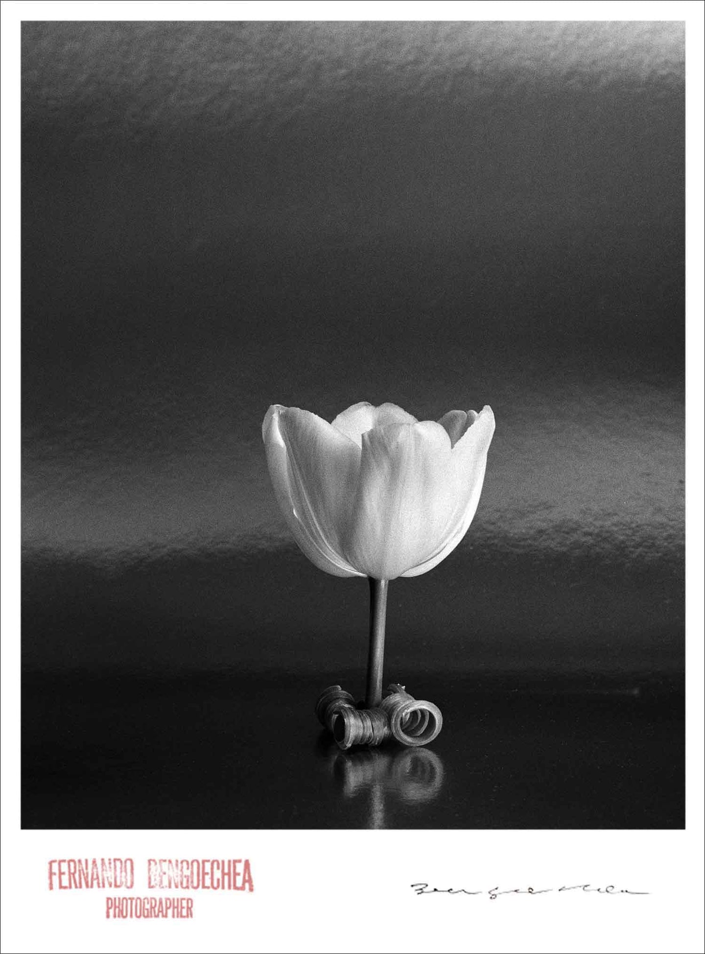 TULIP ON TABLE - Giclee Print - Stamped and Signed