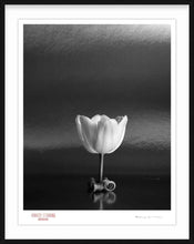 Load image into Gallery viewer, TULIP ON TABLE - Giclee Print - Stamped and Signed
